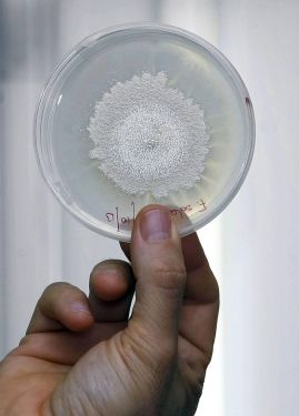 La UA patenta una composición antifúngica que inhibe gran variedad de hongos