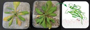 La planta modelo (Arabidopsis thaliana) reforzada con las proteínas estudiadas tolera hasta 10 días de sequía (CSIC)
