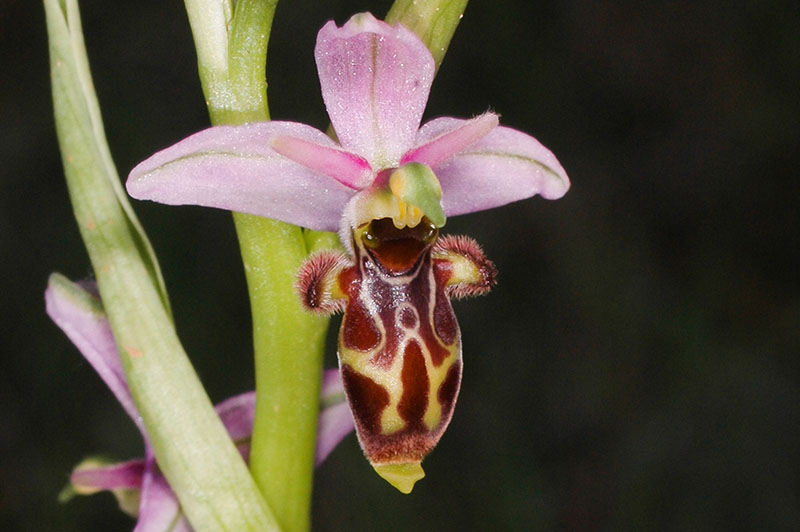 Estudian las más de 68 especies de orquídeas presentes en el País Valenciano