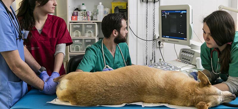 Diseñan una escala para evaluar fácilmente el grado de sedación en los perros