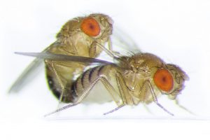 Pareja de Drosophila Melanogaster apareándose. Foto: Xinyang Hong