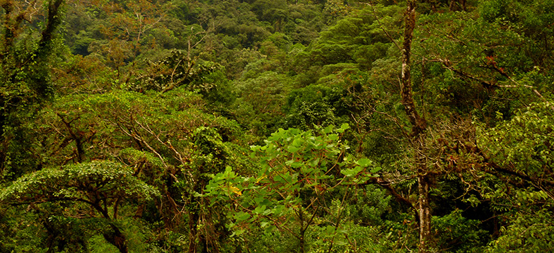 Investigadores del CIBIO descubren 57 especies nuevas de insectos en las selvas de Costa Rica