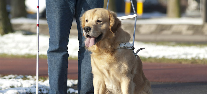 Los discapacitados que se implican en el cuidado de sus perros tienen mayor calidad de vida