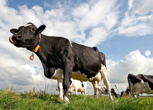 Optibarn propone adaptar las granjas al cambio climático para evitar el estrés por calor en las vacas