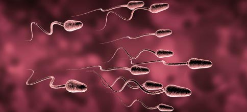 La calidad de semen depende de la acción conjunta de subpoblaciones de espermatozoides