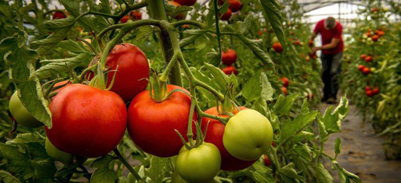 Investigadores del IBMCP descubren cómo mejorar el sabor del tomate
