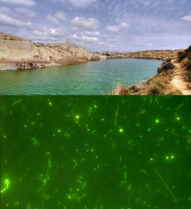 Microbios de las Lagunas de Rabasa02