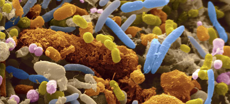 Identifican las bacterias del cuerpo humano más afectadas por enfermedades y medicamentos