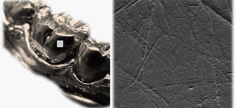 Nuevas evidencias sobre la dieta del Homo antecessor de Atapuerca