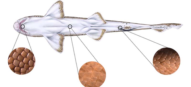 Un mapa de descamación en tiburones actuales reconstruye la vida de los primeros vertebrados