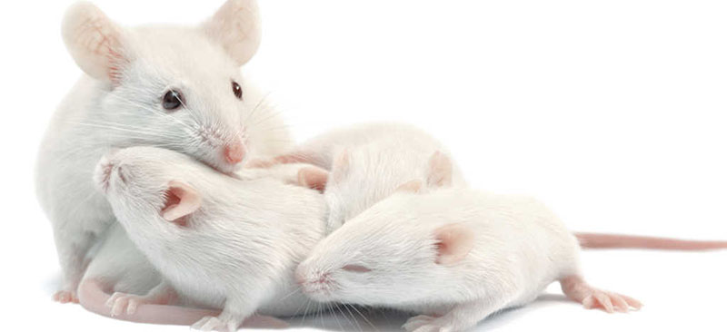 Feromonas sexuales y drogas de abuso activan de forma similar los circuitos cerebrales en ratas