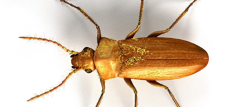 Nuevos datos sobre los insectos polinizadores de plantas cretácicas hace 105 millones de años