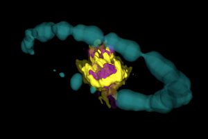 Remanente de la supernova 1987A observado por ALMA. El área morada representa las emisiones de las moléculas de SiO. El área amarilla corresponde a la emisión de las moléculas de CO. El anillo azul corresponde a datos del telescopio espacial Hubble (H-alpha) artificialmente representados en 3D. Créditos: ALMA (ESO/NAOJ/NRAO); R. Indebetouw | 