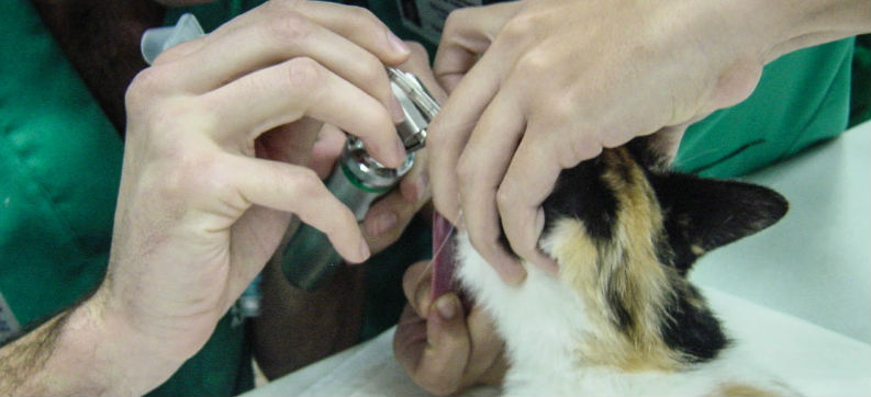 Diseñan un simulador de las vías respiratorias de los gatos para mejorar su intubación