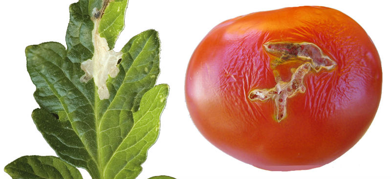 Aplican ingeniería genética para lograr tomates más resistentes a las plagas