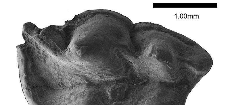Descubren una nueva especie de un extraño insectívoro fósil de hace 16 millones de años