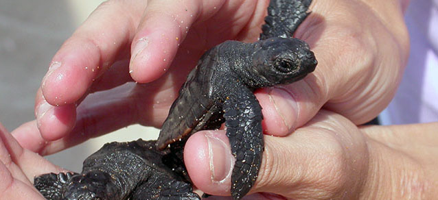 Los nidos esporádicos de tortuga boba serán decisivos para el futuro de la especie