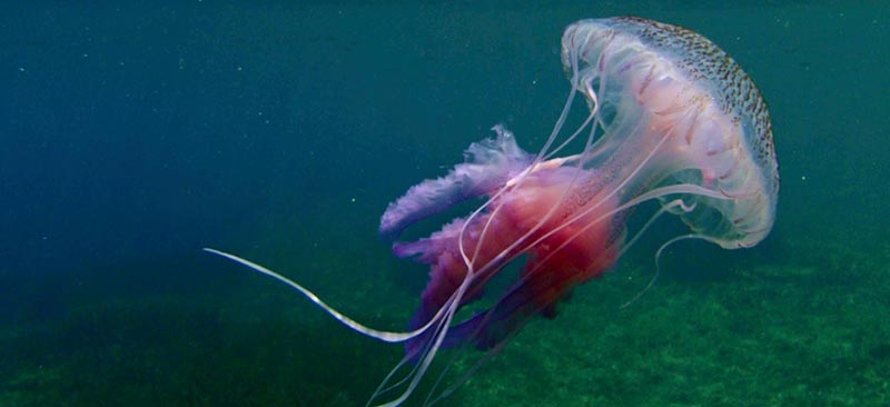 Una app advierte de la presencia de medusas y hace un seguimiento de las picaduras más graves