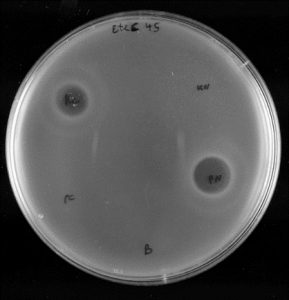 Resultado de laboratorio: efecto antibacteriano (zona clara) tras la aplicación de las moléculas Poll-N (abajo, a la derecha) y UK-C (arriba, a la izquierda) sobre cultivo con E. coli (zona opaca).