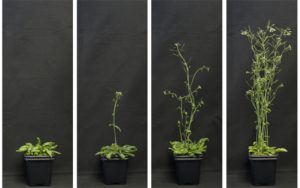 Plantas de Arabidopsis thaliana de la misma edad, pero con distinto tiempo de floración debido a la acción de los syn-tasiRNAs.