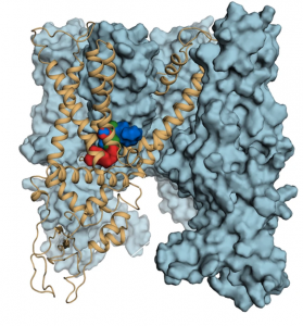 Pie de foto: La molécula AG1529 (azul oscuro) se adhiere al receptor sensorial TRPV1 (azul claro) en un modelo animal de rata. Fuente: UMH.