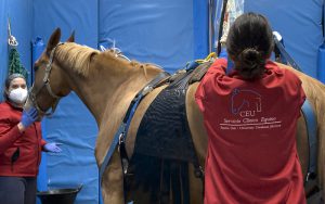 El equipo del Hospital Clínico Veterinario de la CEU UCH, atendiendo a los caballos en tratamiento por herpesvirus equino.