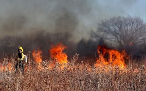 El estudio plantea que evitar solo uno de los factores clave para que comience un gran incendio forestal (igniciones, sequía, o continuidad del combustible) podría reducir significativamente la probabilidad de que se produzcan incendios forestales. Foto: PIXABAY.
