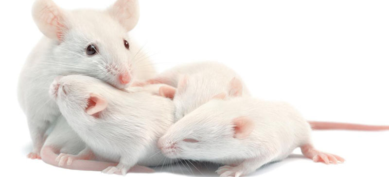 Cambios en 300 genes contribuirían al comportamiento maternal de defensa de las crías en ratones