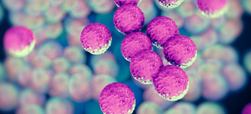 Nuevos hallazgos sobre el intercambio genético entre bacterias que agrava las infecciones