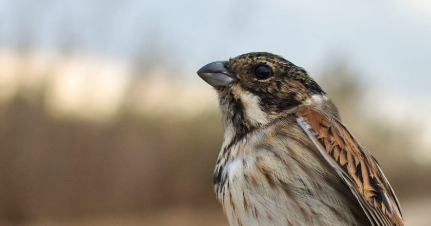 La UV sensibiliza en colegios sobre la conservación del escribano palustre iberoriental, ave en peligro de extinción