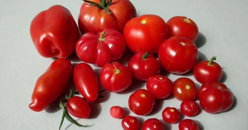 Desvelan nuevos secretos de la compleja historia americana del tomate