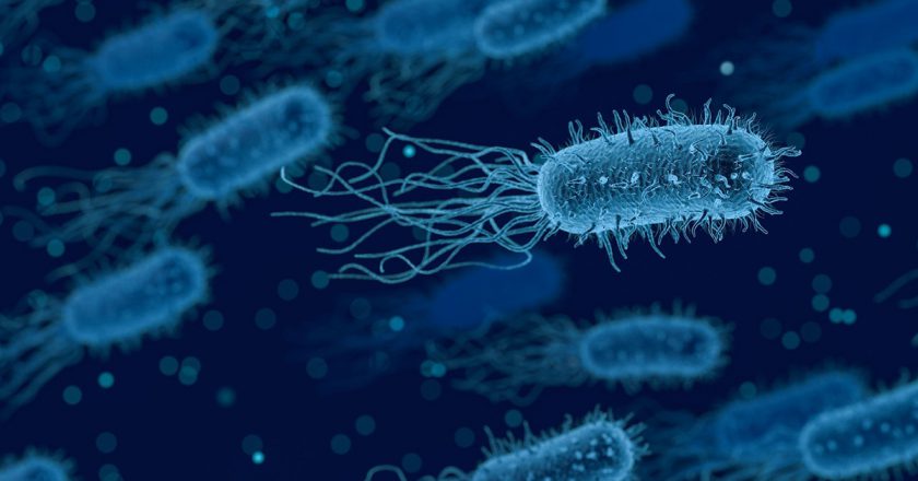 Identifican bacterias de la microbiota intestinal que protegen frente a patógenos resistentes a antibióticos