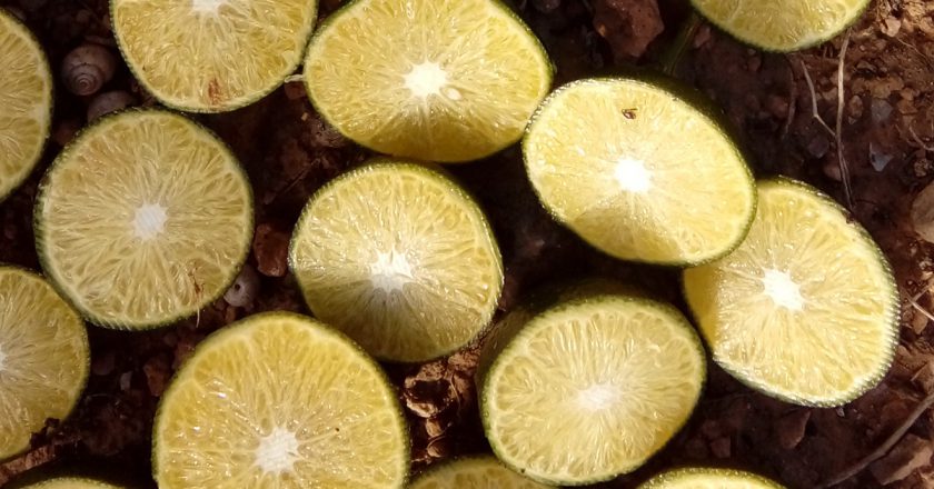 El tratamiento con azufre reduciría la formación de pepitas en la mandarina Nadorcott