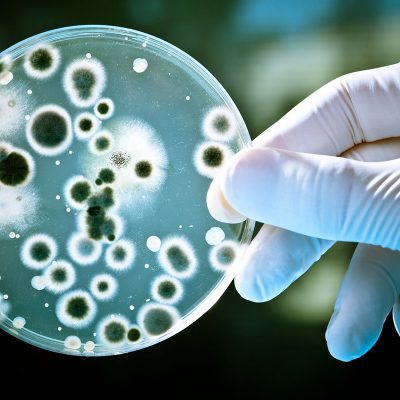 Descubren parásitos de virus que impulsan la evolución de las superbacterias resistentes a los antibióticos