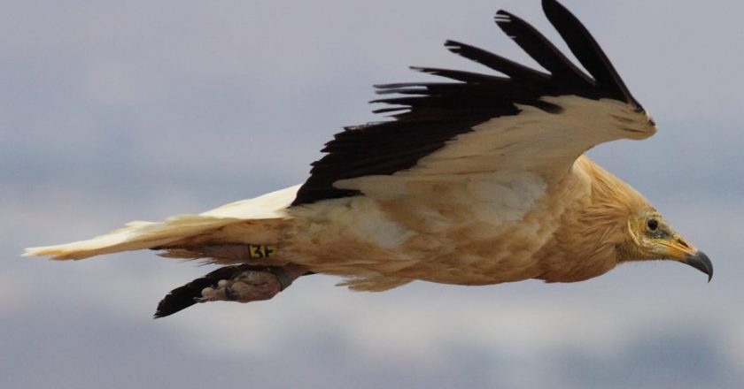 La ganadería afecta a la conservación de un ave carroñera amenazada de las Islas Canarias