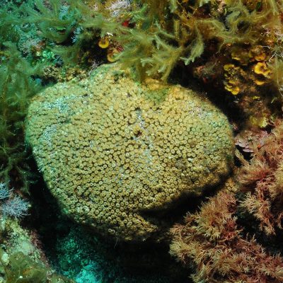 Encuentran por primera vez restos de contaminación industrial en corales