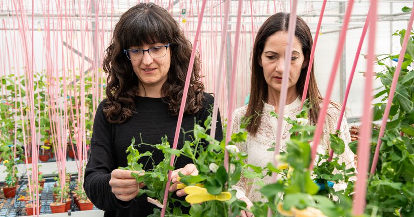 Identifican un gen que controla la producción de flores y frutos en plantas leguminosas