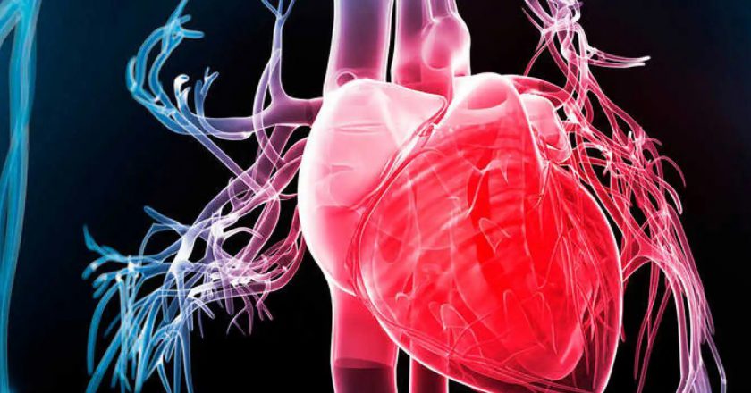 Un estudio muestra el efecto dual de la grasa epicárdica en pacientes con infarto agudo de miocardio